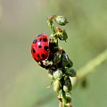 Lady beetle