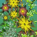 Mixed Flowers