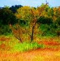 Texas Landscape 102310